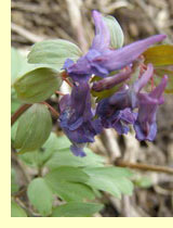 Хохлатка ползучая (Colydalis repens) Хохлатка ползучая (Colydalis repens)